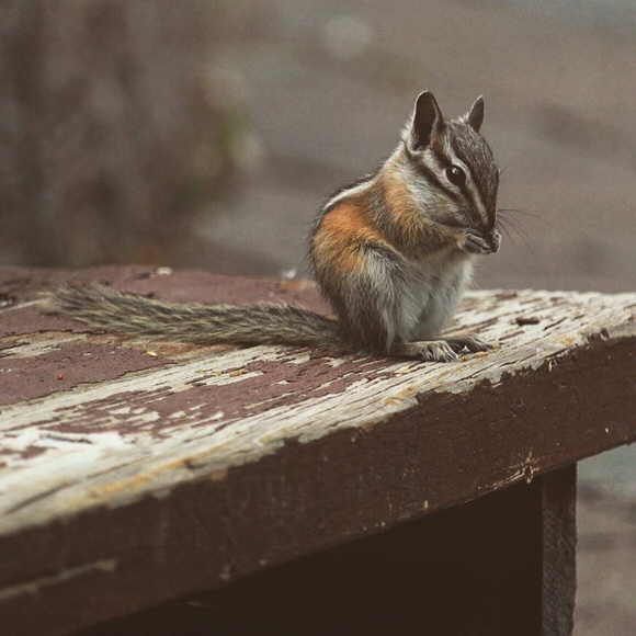 Meet your Posher, Luna - Picture 6 of 15